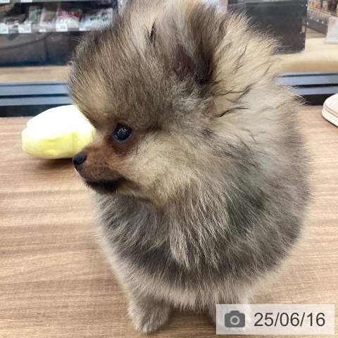 ポメラニアンの写真