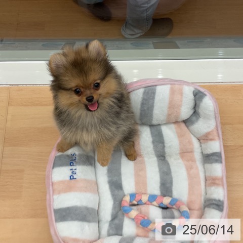 ポメラニアンの写真