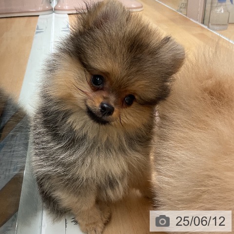 ポメラニアンの写真