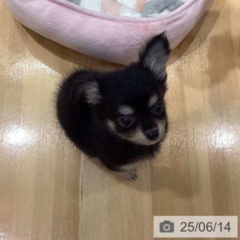 チワワの写真