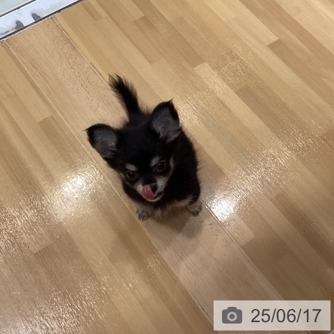 チワワの写真
