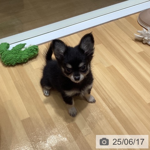 チワワの写真