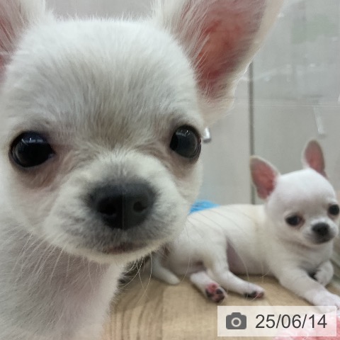 チワワの写真