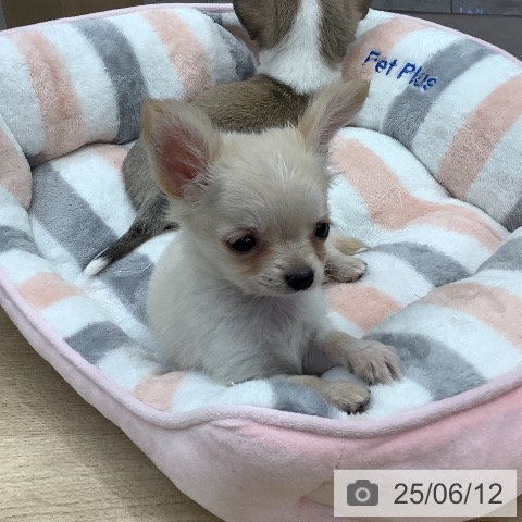 チワワの写真