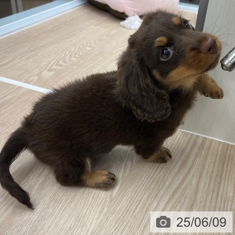 ミニチュア・ダックスフンドの写真