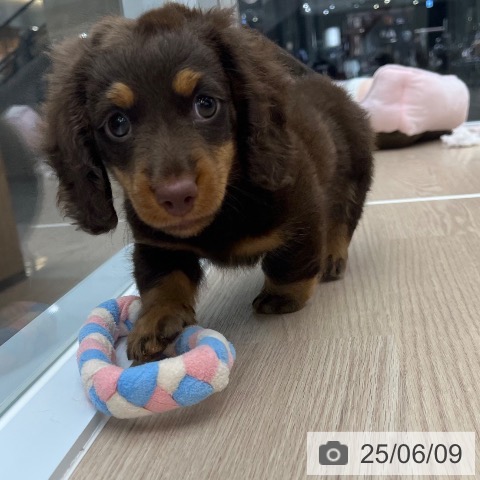 ミニチュア・ダックスフンドの写真