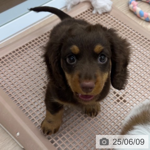 ミニチュア・ダックスフンドの写真
