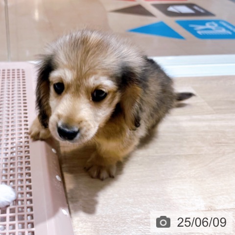 ミニチュア・ダックスフンドの写真