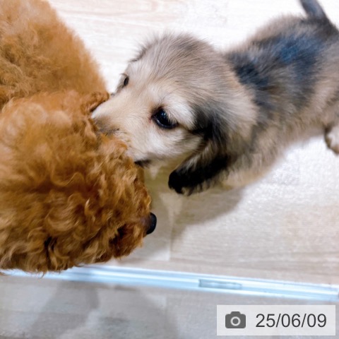 ミニチュア・ダックスフンドの写真