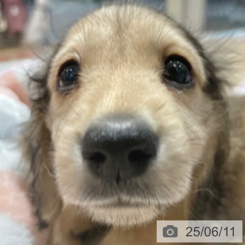 ミニチュア・ダックスフンドの写真