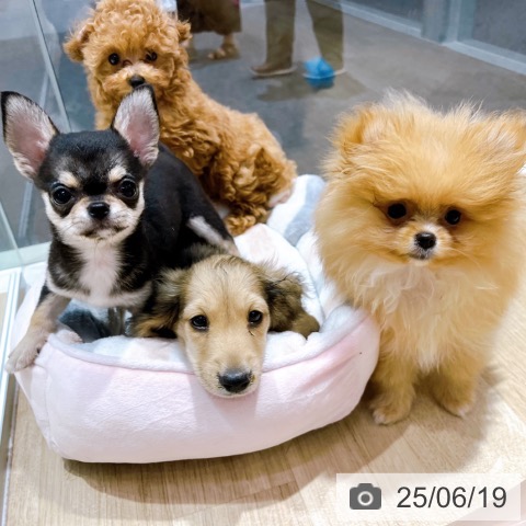 ミニチュア・ダックスフンドの写真