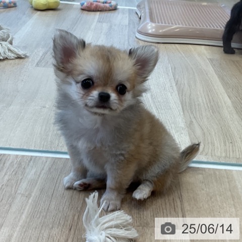 チワワの写真