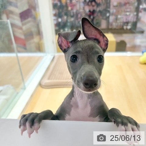 イタリアン・グレーハウンドの写真