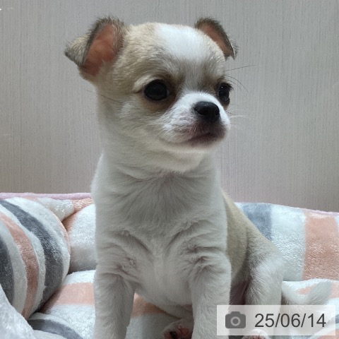 チワワの写真