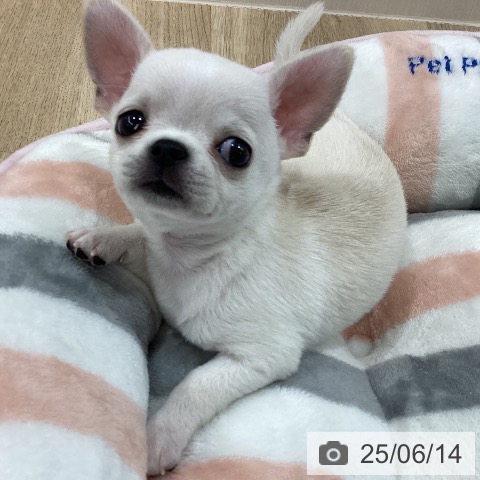 チワワの写真