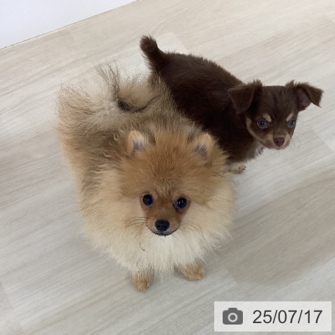 ポメラニアンの写真