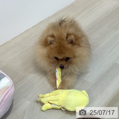 ポメラニアンの写真