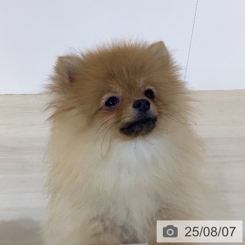 ポメラニアンの写真