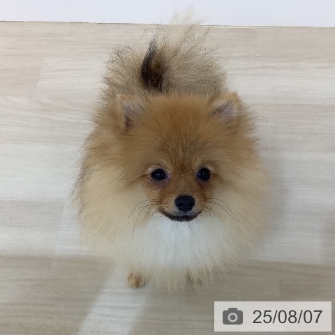 ポメラニアンの写真
