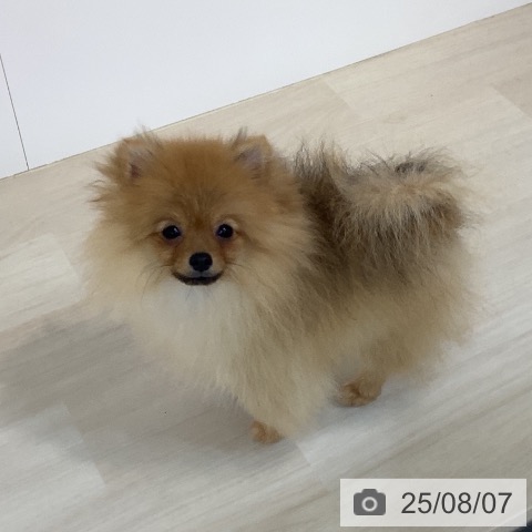 ポメラニアンの写真