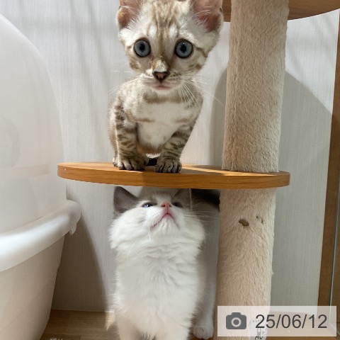 ベンガルの写真