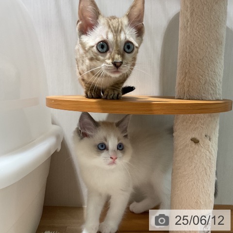 ベンガルの写真