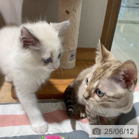 ベンガルの写真