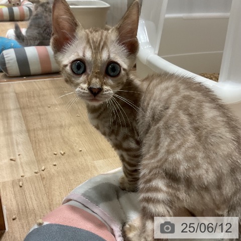 ベンガルの写真