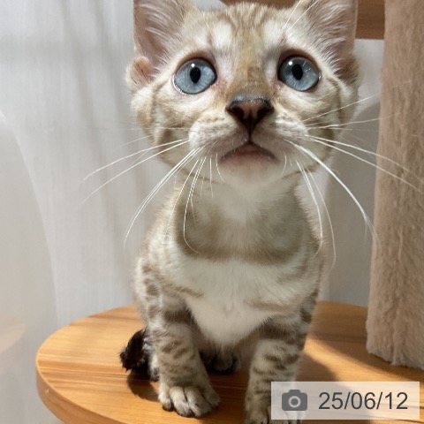 ベンガルの写真