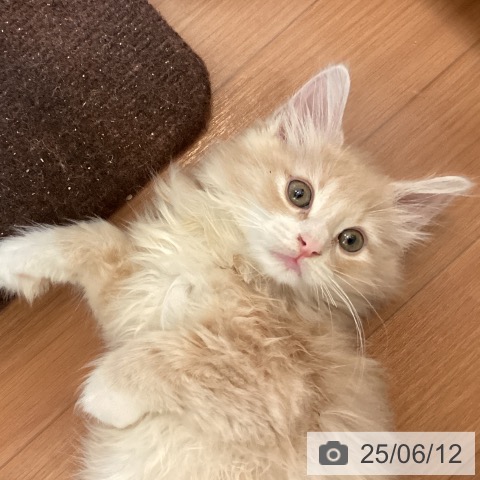 ノルウェージャンフォレストキャットの写真