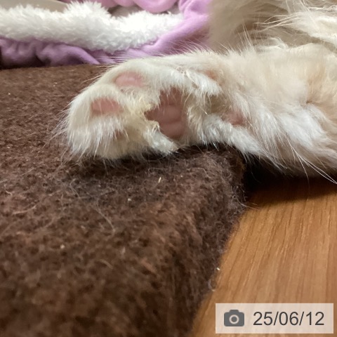 ノルウェージャンフォレストキャットの写真