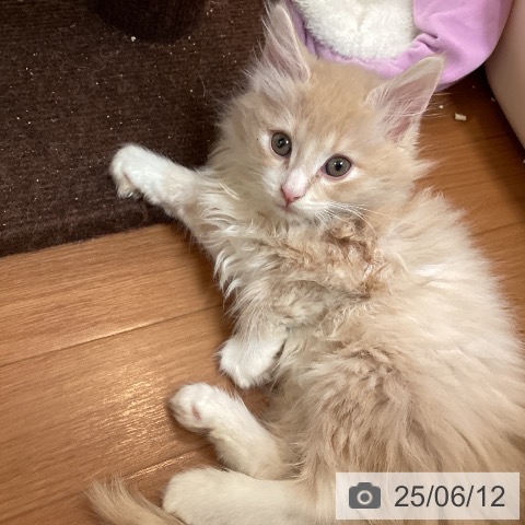 ノルウェージャンフォレストキャットの写真