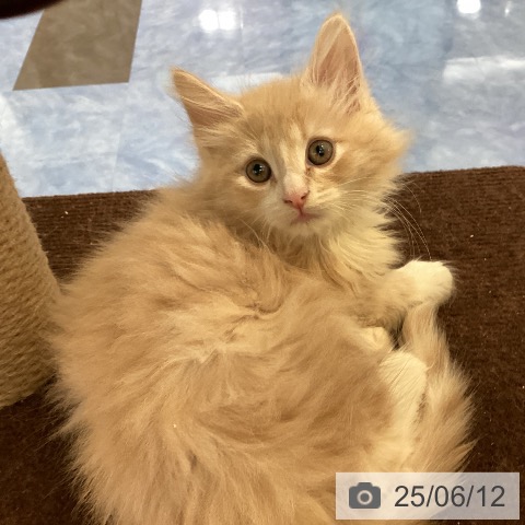 ノルウェージャンフォレストキャットの写真