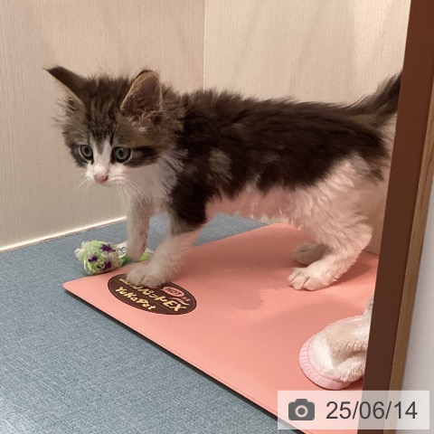 ノルウェージャンフォレストキャットの写真