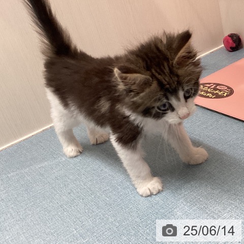 ノルウェージャンフォレストキャットの写真