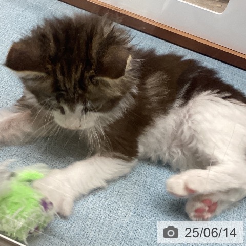 ノルウェージャンフォレストキャットの写真