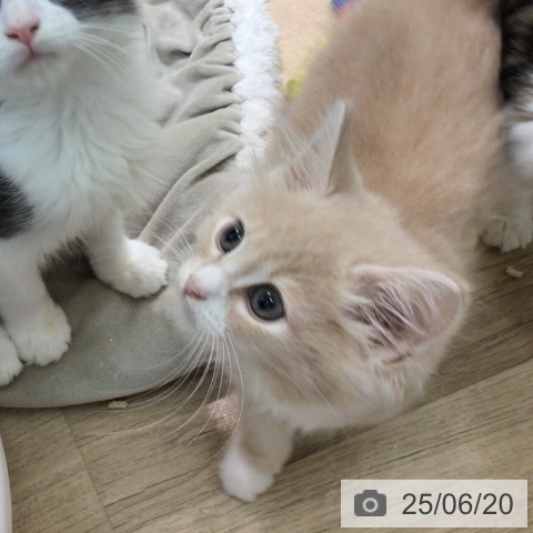 ノルウェージャンフォレストキャットの写真