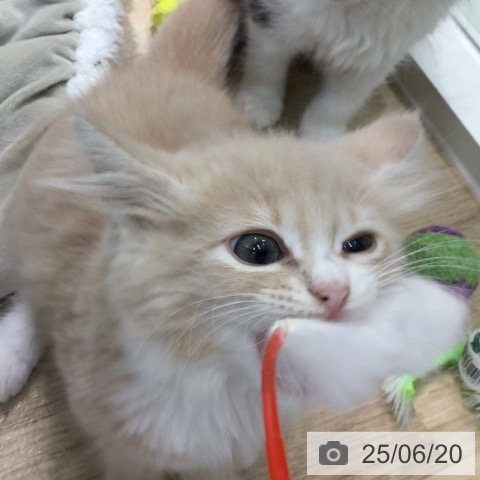 ノルウェージャンフォレストキャットの写真