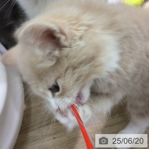 ノルウェージャンフォレストキャットの写真