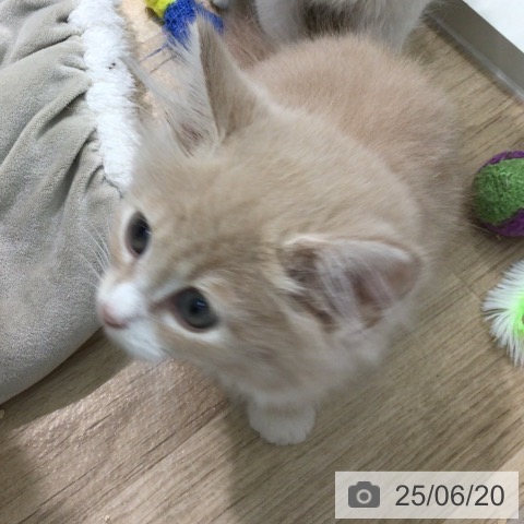 ノルウェージャンフォレストキャットの写真