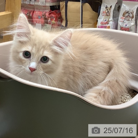 ノルウェージャンフォレストキャットの写真