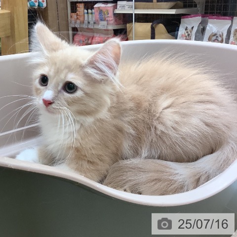 ノルウェージャンフォレストキャットの写真