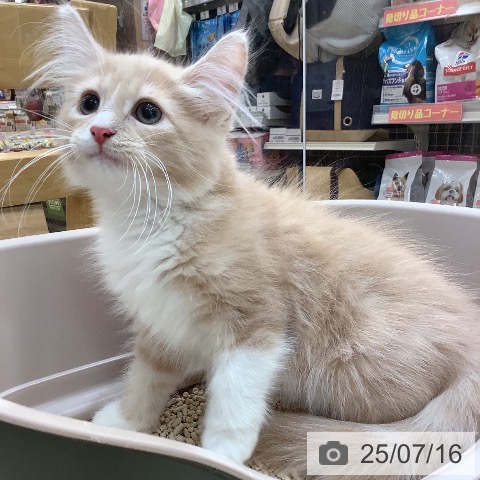 ノルウェージャンフォレストキャットの写真