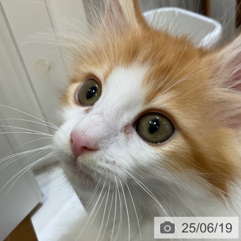 ノルウェージャンフォレストキャットの写真