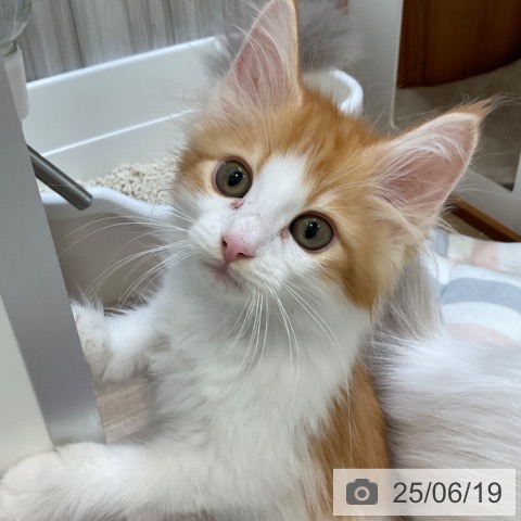 ノルウェージャンフォレストキャットの写真
