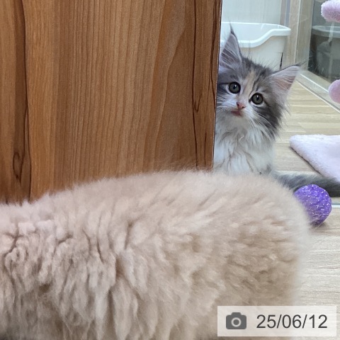 ノルウェージャンフォレストキャットの写真