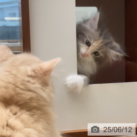 ノルウェージャンフォレストキャットの写真