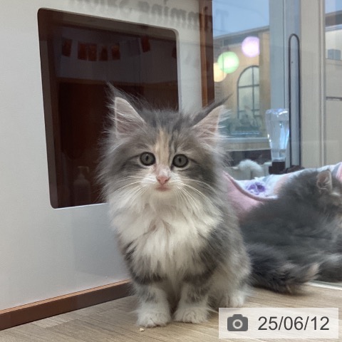 ノルウェージャンフォレストキャットの写真