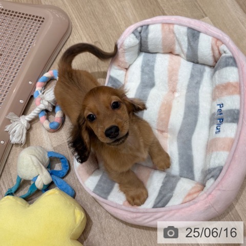 ミニチュア・ダックスフンドの写真