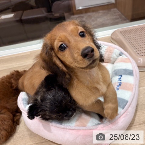 ミニチュア・ダックスフンドの写真